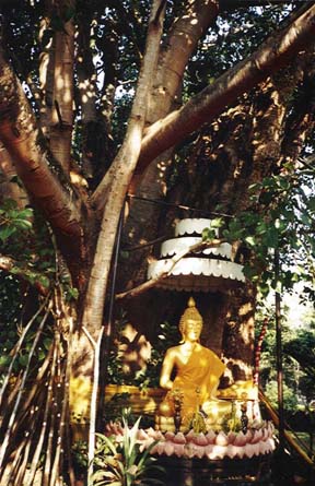 Buddha image in Thailand  seated under a bodhi tree said to have grown from the original bhodi tree (photo by Mary Hendriks)